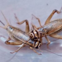 Сверчки от «Insect BioHub»