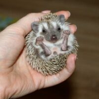Вито из Медового Края. Самец. Продается.