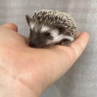 Шторм Шедоу з Медового Краю